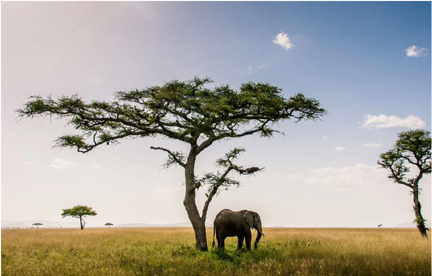 What Is The Best Time To Go On A Safari In Tanzania?